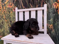 Hank, a male Miniature Dachshund for sale in Russellville, AR – 1 of 2