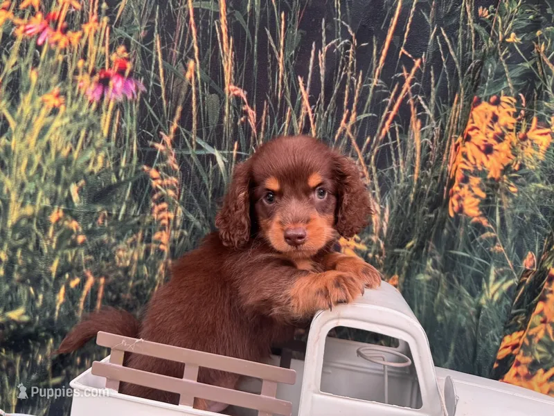 COOPER – Miniature Dachshund puppy for sale in Bella Vista, AR