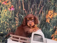 COOPER, a male Miniature Dachshund for sale in Bella Vista, AR – 1 of 3