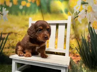 Rocky, a male Miniature Dachshund for sale in Kansas City, KS – 2 of 3