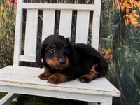 Benji, a male Miniature Dachshund for sale in Russellville, AR – 7 of 7