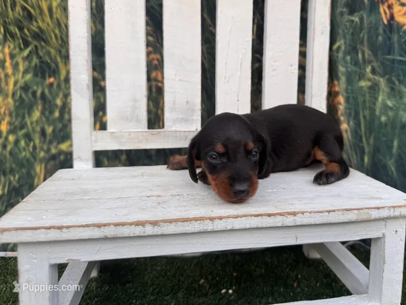Ollie – Miniature Dachshund puppy for sale in Russellville, AR