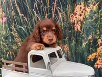 COOPER, a male Miniature Dachshund for sale in Bella Vista, AR – 2 of 3