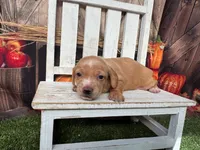 Sonny, a male Miniature Dachshund for sale in Russellville, AR – 5 of 5