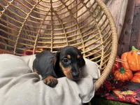 Luna including pet nanny to NYC Oct 1st, a female Miniature Dachshund for sale in New York, NY – 5 of 6