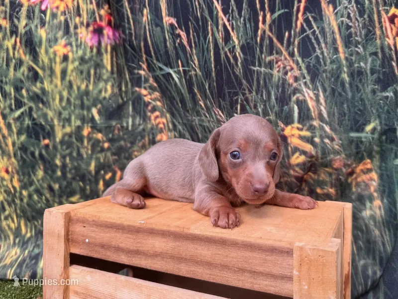 Bluey – Miniature Dachshund puppy for sale in New York, NY