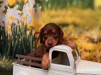 Boss, a male Miniature Dachshund for sale in Bella Vista, AR – 3 of 4