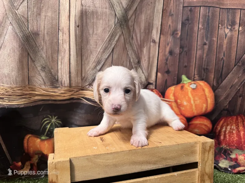 Stella – Miniature Dachshund puppy on hold in New York, NY