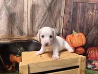 Stella, a female Miniature Dachshund for sale in New York, NY – 1 of 3
