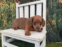 Ella, a female Miniature Dachshund for sale in Saint Petersburg, FL – 3 of 4