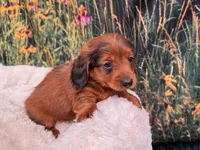 Boz, a male Miniature Dachshund for sale in Harrisonville, MO – 3 of 4