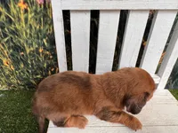 Barney, a male Miniature Dachshund for sale in Russellville, AR – 2 of 4