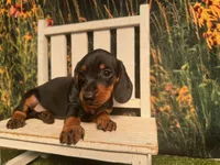 Tiny KC , a male Miniature Dachshund for sale in Saint Petersburg, FL – 5 of 5
