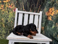 Greta, a female Miniature Dachshund for sale in Russellville, AR – 1 of 4