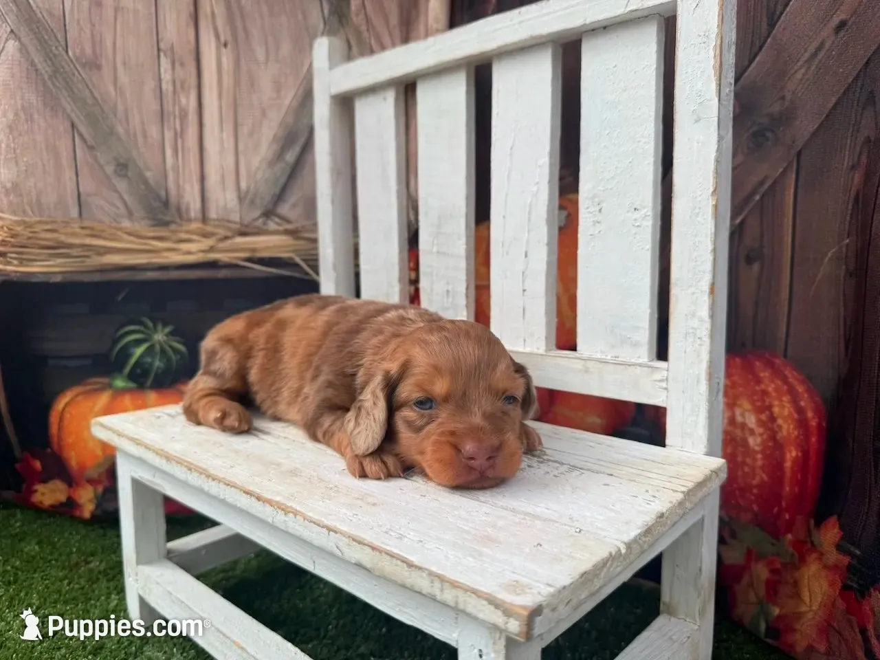 Dottie, a female Miniature Dachshund for sale in Russellville, AR – 1 of 4