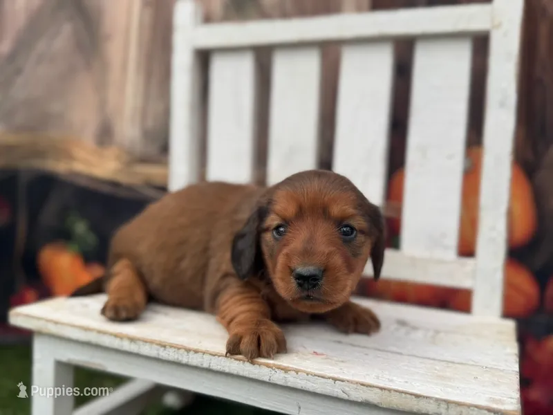 Sadie, a female Miniature Dachshund for sale in Russellville, AR – 1 of 2
