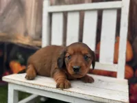 Sadie, a female Miniature Dachshund for sale in Russellville, AR – 1 of 2