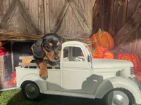 Missy, a female Miniature Dachshund for sale in Russellville, AR – 3 of 6
