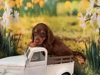Can del. to KC June or Springfield Mo on 5, a male Miniature Dachshund for sale in Kansas City, KS – 2 of 3