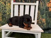 Grace, a female Miniature Dachshund for sale in Saint Petersburg, FL – 3 of 4