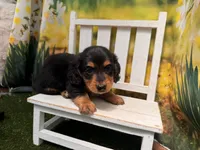 Winston, a male Miniature Dachshund for sale in Kansas City, KS – 5 of 5