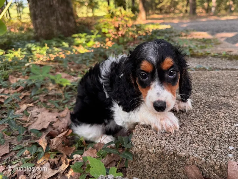 Molly – Miniature Dachshund puppy for sale in Russellville, AR