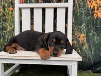 Tiny Fritz, a male Miniature Dachshund for sale in Harrisonville, MO – 4 of 4