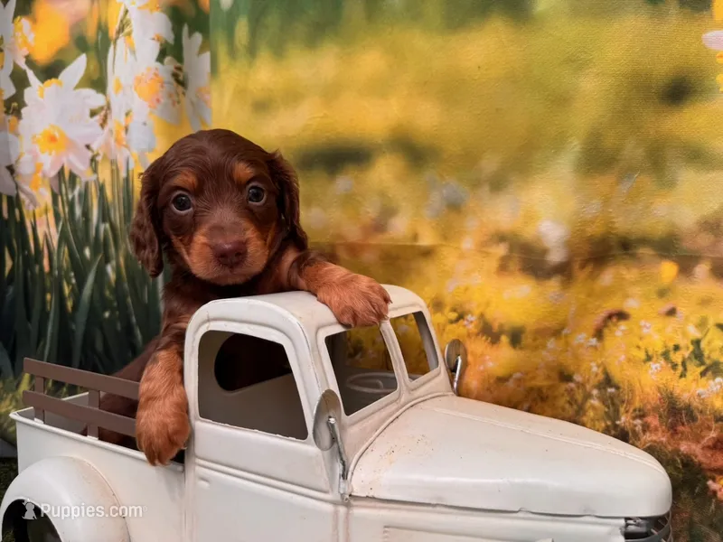 Boss – Miniature Dachshund puppy for sale in Kansas City, MO