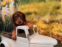 Boss, a male Miniature Dachshund for sale in Bella Vista, AR – 1 of 4
