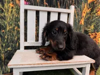Hank, a male Miniature Dachshund for sale in Saint Petersburg, FL – 5 of 6