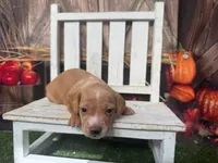 Sonny, a male Miniature Dachshund for sale in Russellville, AR – 2 of 5