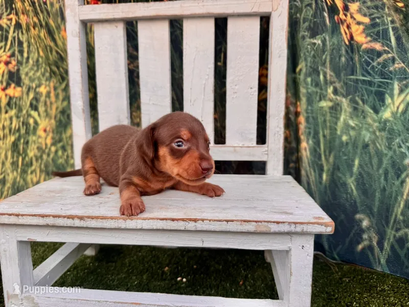 Beau – Miniature Dachshund puppy for sale in Russellville, AR