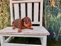 Beau, a male Miniature Dachshund for sale in Russellville, AR – 1 of 2