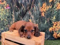 Lizzy, a female Miniature Dachshund for sale in Harrisonville, MO – 3 of 4