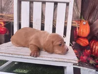 Sonny, a male Miniature Dachshund for sale in Russellville, AR – 4 of 5