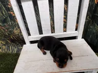 Timmy, a male Miniature Dachshund for sale in Russellville, AR – 2 of 3