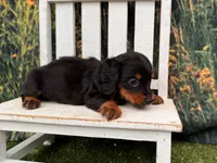 Grace, a female Miniature Dachshund for sale in Saint Petersburg, FL – 2 of 4