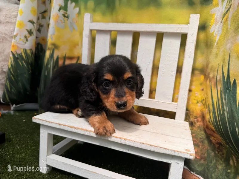 Winston – Miniature Dachshund puppy for sale in Kansas City, KS