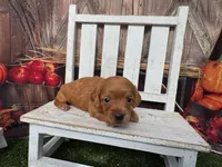 Liam, a male Miniature Dachshund for sale in Russellville, AR – 4 of 6