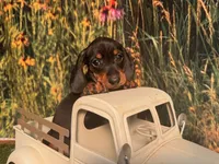 Tiny KC , a male Miniature Dachshund for sale in Saint Petersburg, FL – 3 of 5