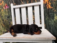 KC, a male Miniature Dachshund for sale in Russellville, AR – 2 of 3