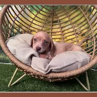 coming to NW AR tomorrow, a female Dachshund and Miniature Dachshund for sale in Bella Vista, AR – Photo 1 of 5