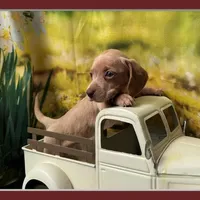 coming to NW AR tomorrow, a female Dachshund and Miniature Dachshund for sale in Bella Vista, AR – Photo 4 of 5