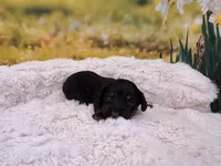 Betsy, a female Dachshund and Miniature Dachshund for sale in Bella Vista, AR – Photo 3 of 3