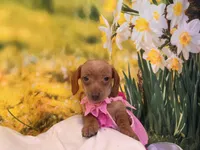 Willow, a female Dachshund and Miniature Dachshund for sale in Bella Vista, AR – Photo 4 of 4