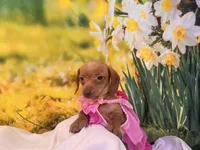 Willow, a female Dachshund and Miniature Dachshund for sale in Bella Vista, AR – Photo 3 of 4