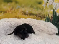 Betsy, a female Dachshund and Miniature Dachshund for sale in Bella Vista, AR – Photo 2 of 3