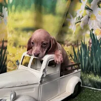 coming to NW AR tomorrow, a female Dachshund and Miniature Dachshund for sale in Bella Vista, AR – Photo 3 of 5