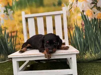 Betsy, a female Dachshund and Miniature Dachshund for sale in Harrisonville, MO – 2 of 3
