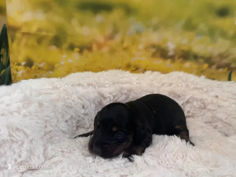 Betsy – Dachshund, Miniature Dachshund puppy for sale in Bella Vista, AR